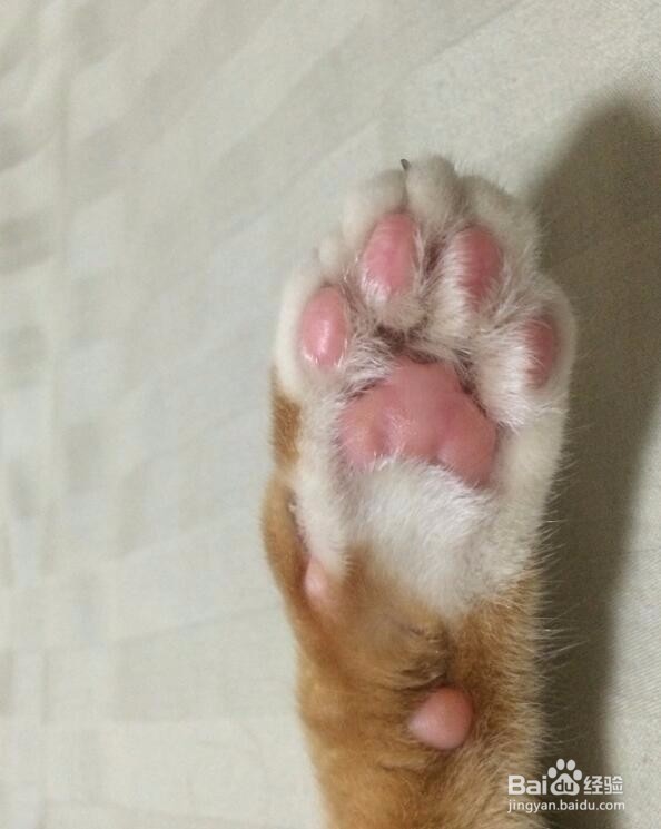 怎么给猫剪指甲?