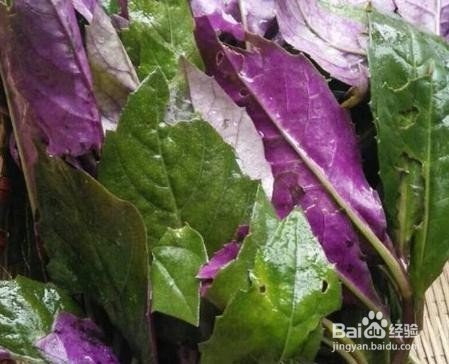 红凤菜的食用方法