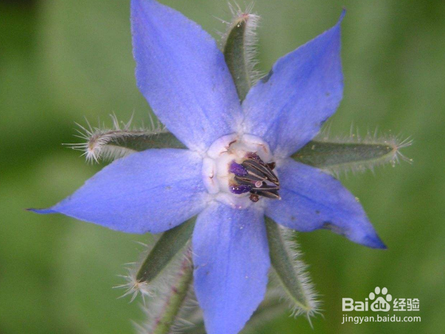 琉璃苣的养殖方法是什么？