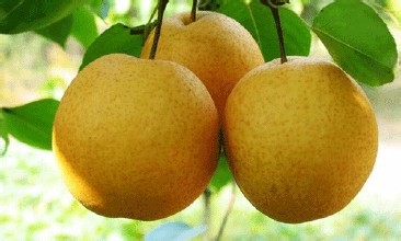 上火了吃什么水果比较好