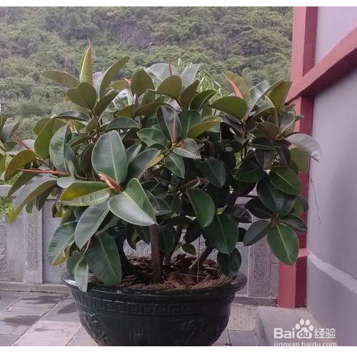 橡皮树叶子发黄掉落应该怎么办?