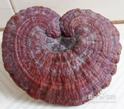 灵芝与太岁肉灵芝的区别