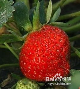 椰砖怎么种草莓