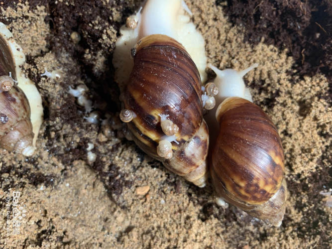 白玉蝸牛的飼養方法