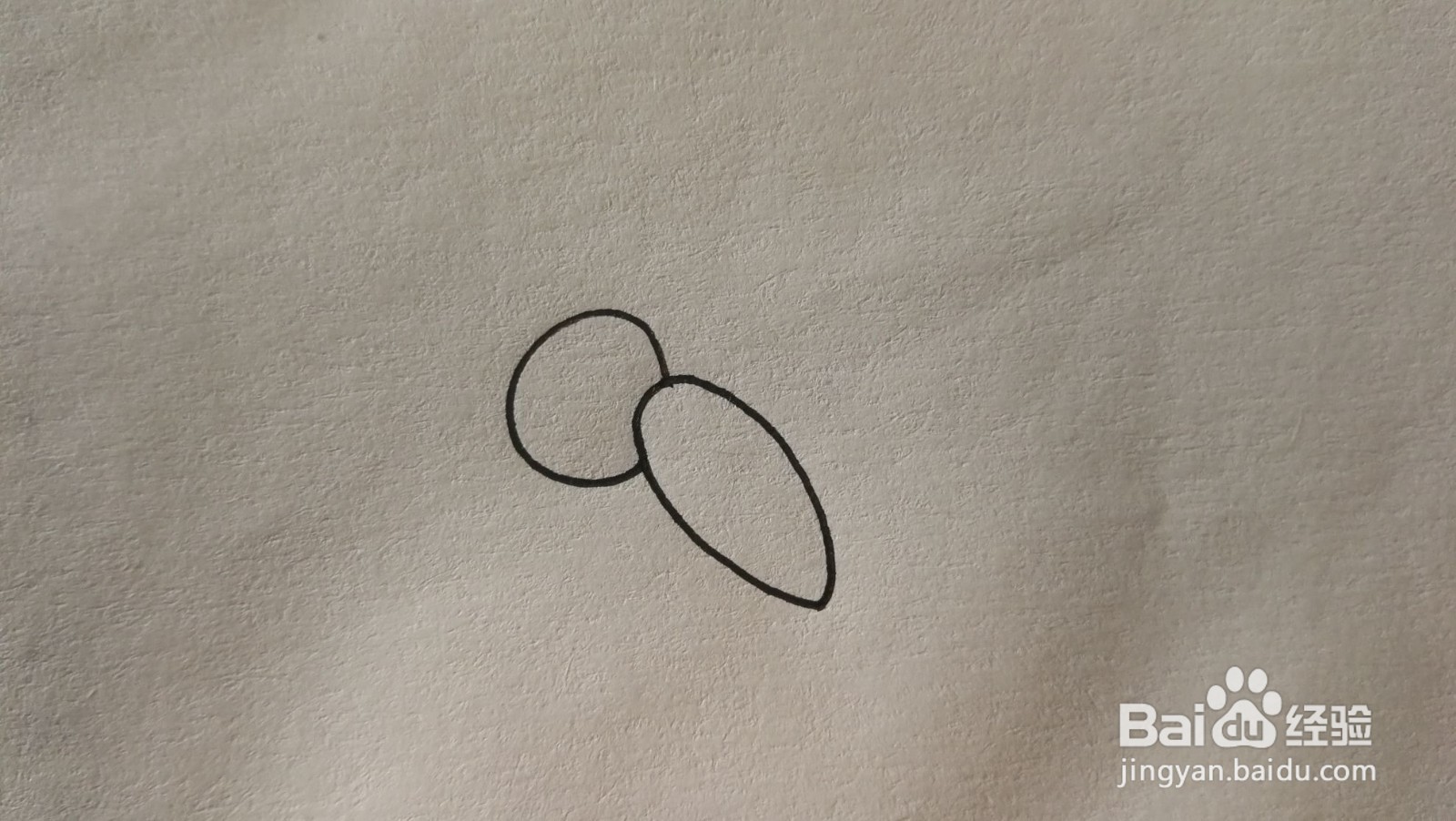 #经验分享官#小鸟简笔画