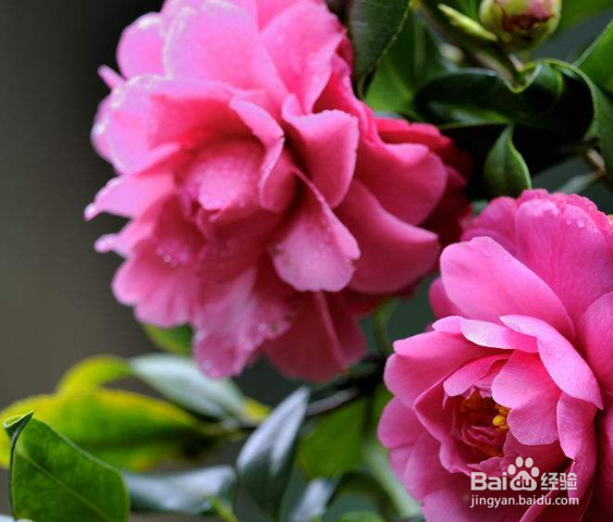 山茶花应该怎样施肥