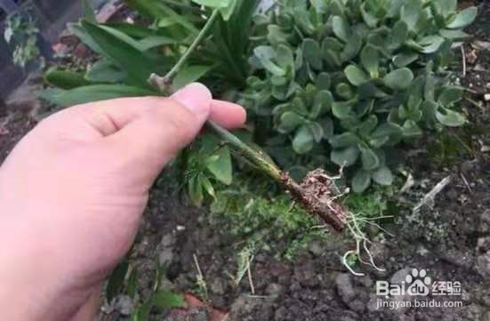 1种花太好养，扔土里就能活，比桂花还香！