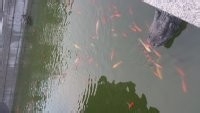 苏州旅游感受