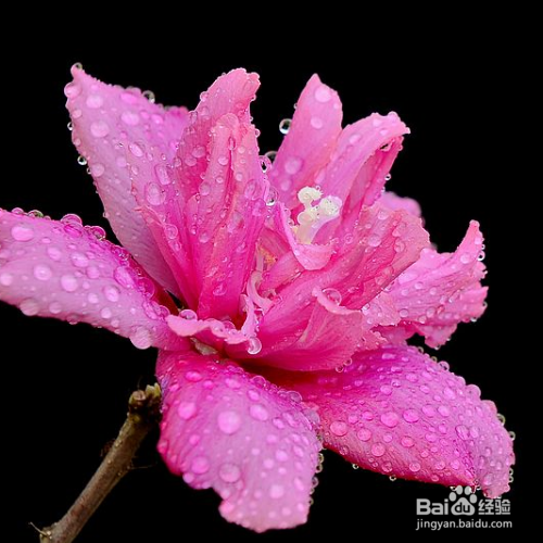 防止木槿花病虫害的小妙招有哪些?