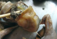 盛夏肥美时节——双椒拌螺丁