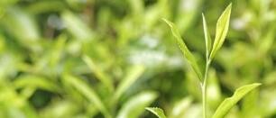 茶名翻译的方法