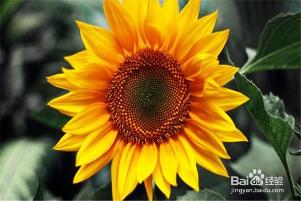 养殖盆栽向日葵的注意事项？