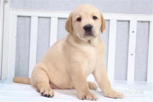 养拉布拉多犬需要注意什么事项