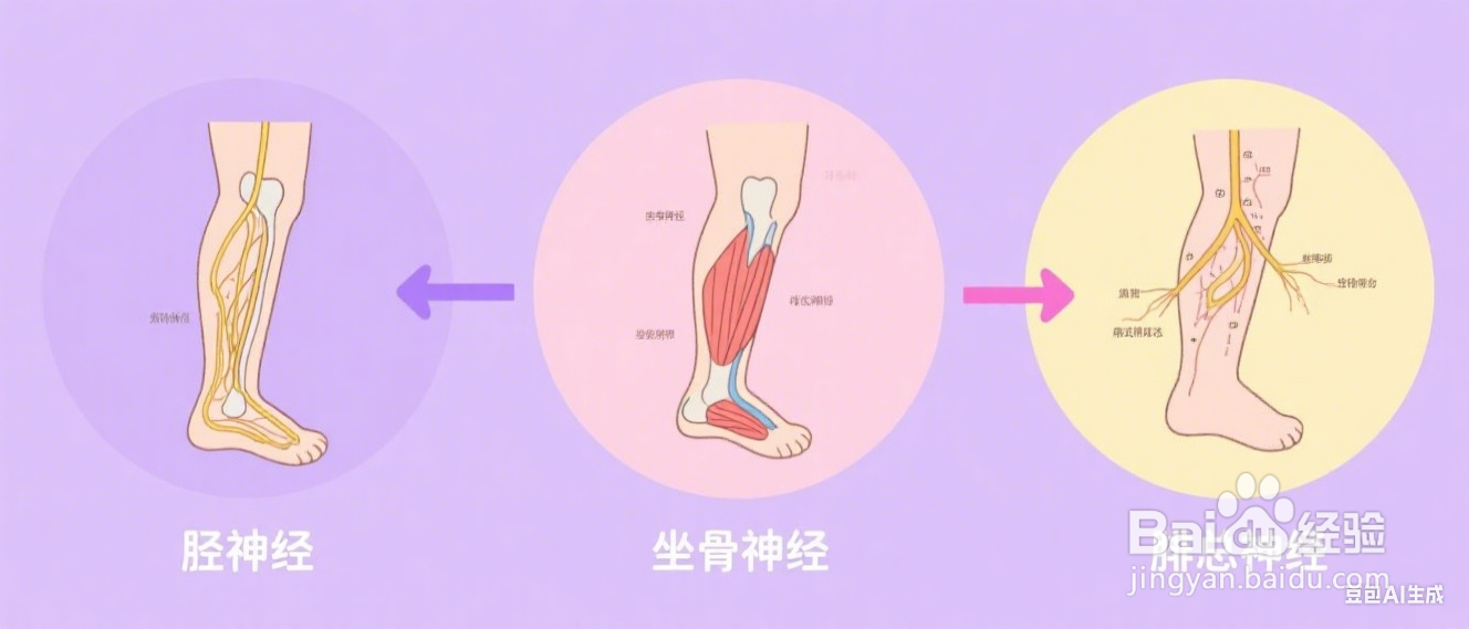 怎么瘦大腿和小腿肚