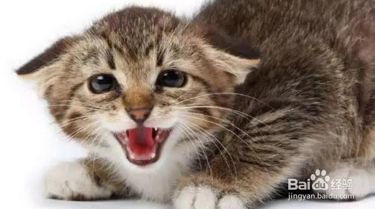 为什么有的猫特别凶？