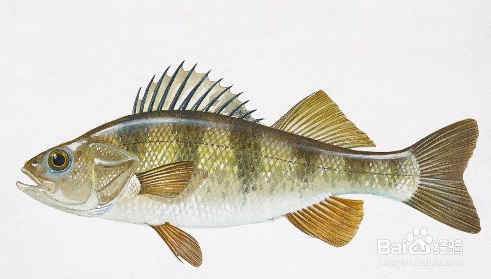 如何用肉眼鉴别鱼类常见体表病