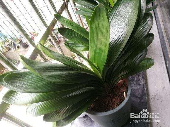 年后君子兰结果子,1个小技巧变成君子兰大户!