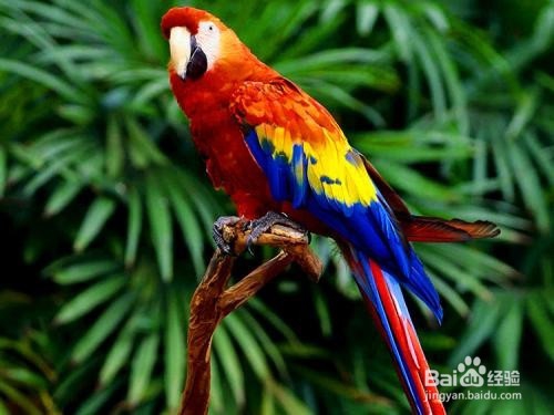 蓝黄金刚鹦鹉怎么训练