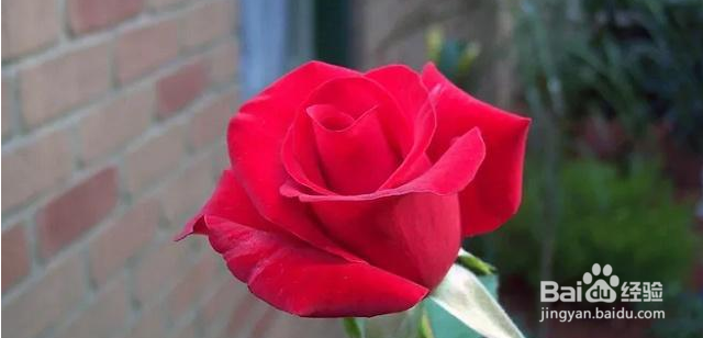 12星座动情到极致是怎样的？