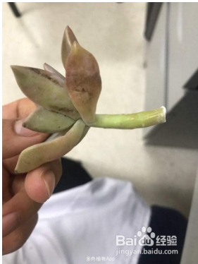 多肉断头后怎么护理