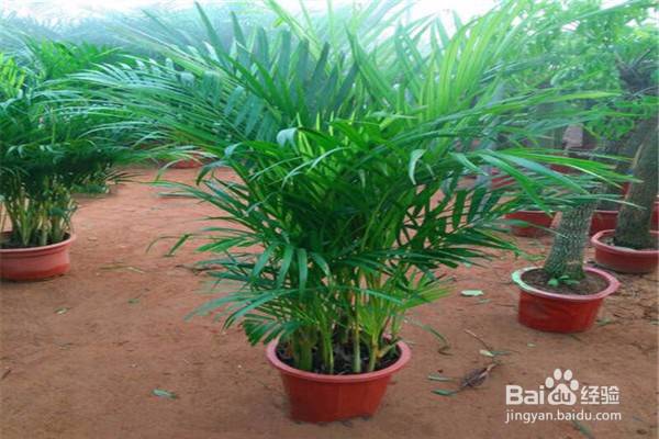 凤尾竹的养殖方法和注意事项都有什么？