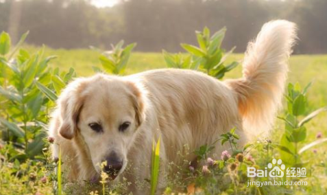 金毛犬怎样训练 重要的一点是有爱心