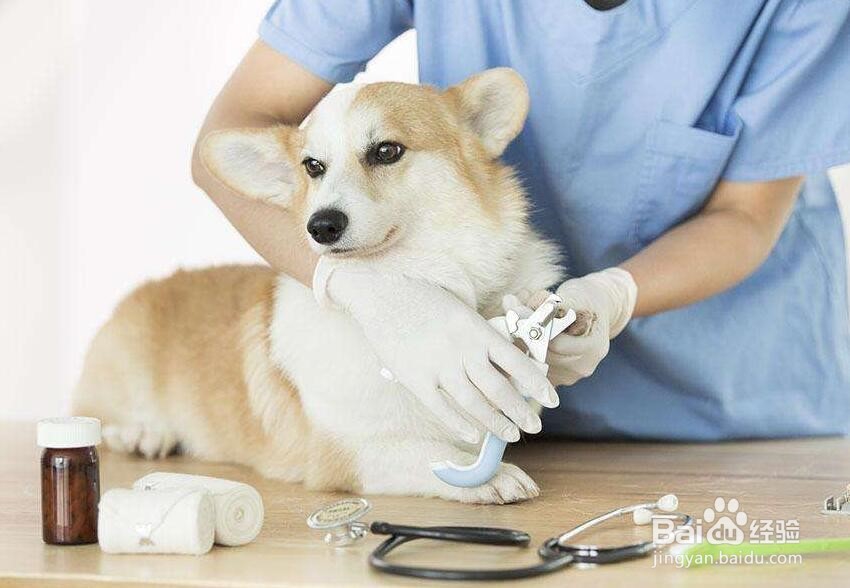 宠物坐飞机需要注意什么？