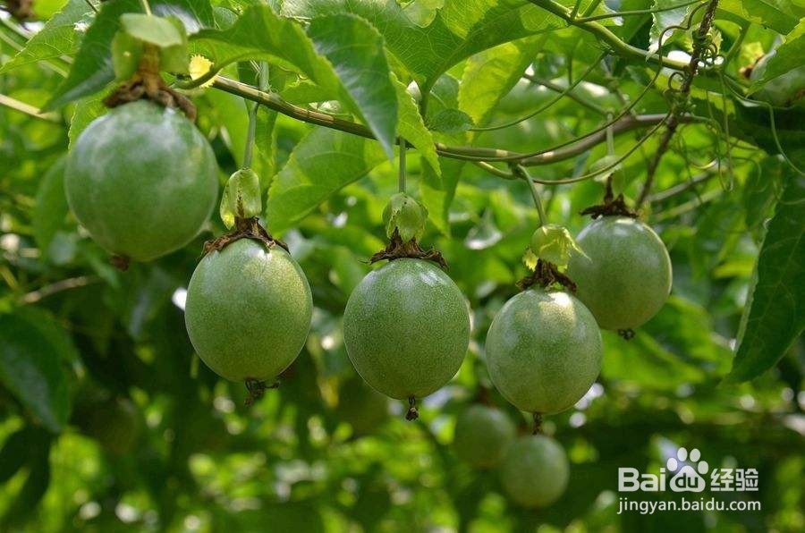 百香果的功效与禁忌