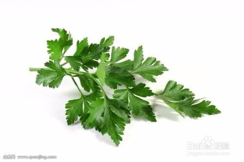 香草播种知识简介之野花薄荷、圆叶当归