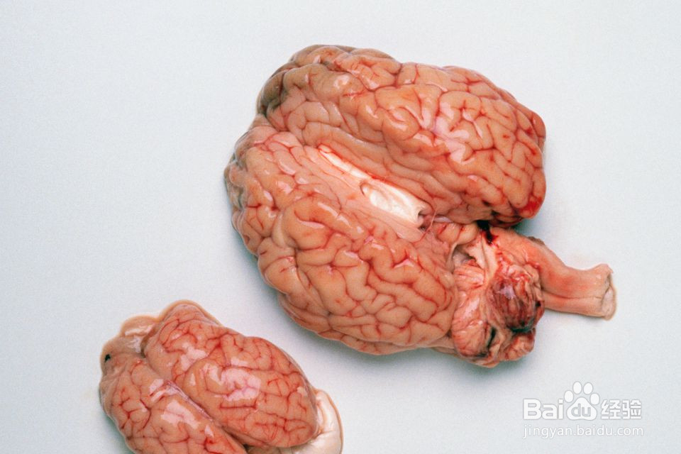 在东南亚烹饪内脏