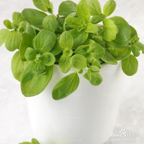 马约兰的培育方法和注意事项