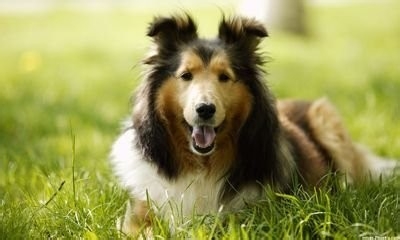 在小区内怎样饲养宠物狗呢?