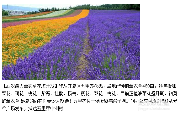 想看薰衣草花海？来武汉满足心愿