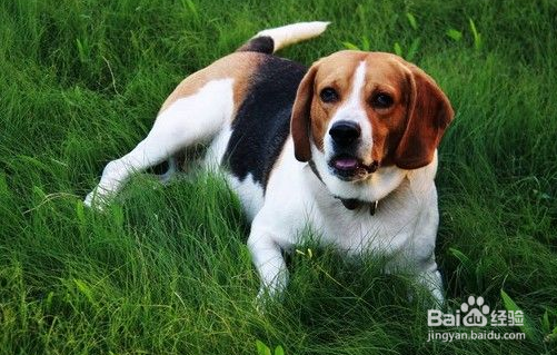 米格鲁猎兔犬的生活习性