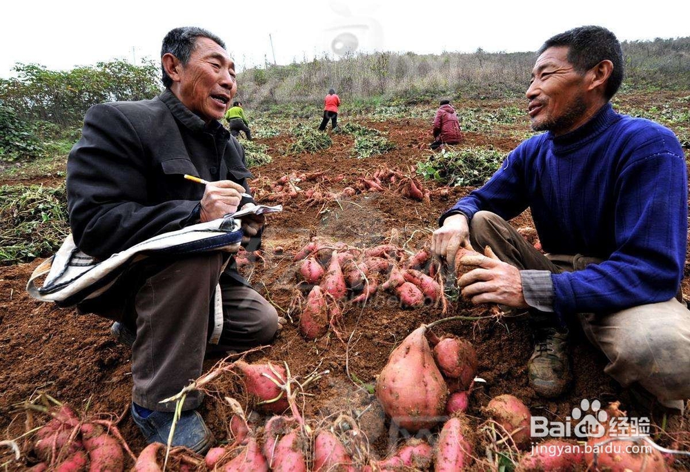 如何防止红薯开裂