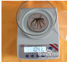 冬虫夏草可以泡水喝吗？