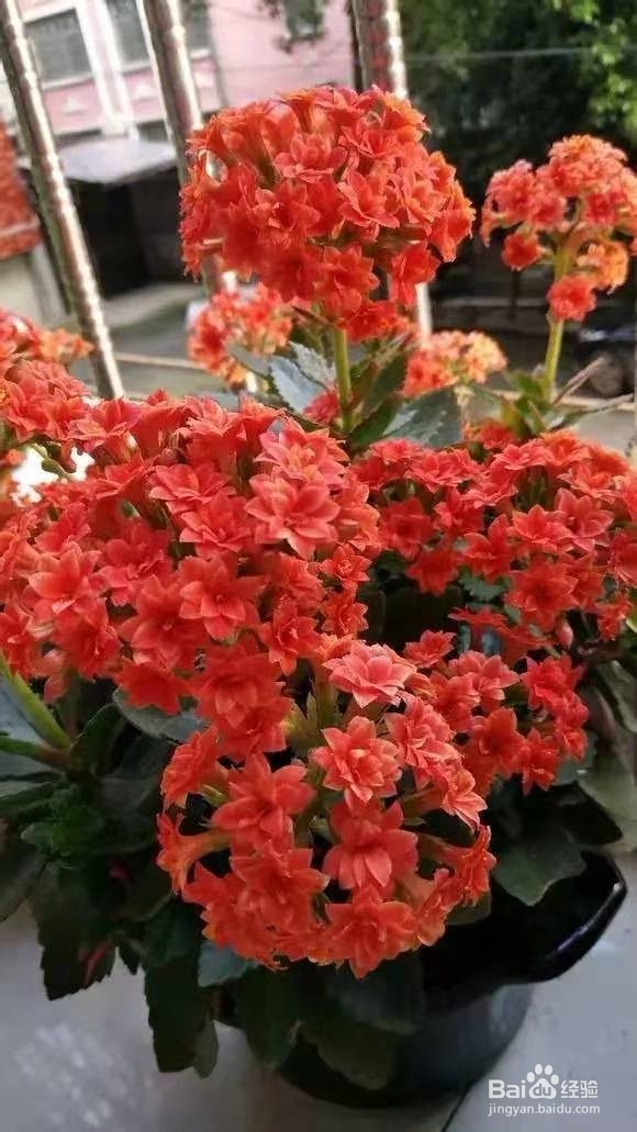 3种花专挑秋天开，随便养1盆，连爆3个月