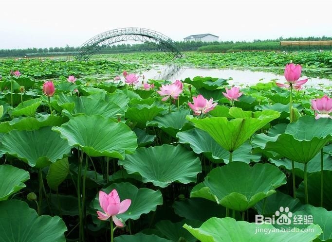 白洋淀周围好玩的景点——游北地西湖，放松心情