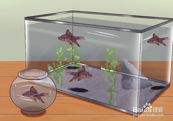 如何治疗和预防热带鱼的白点病