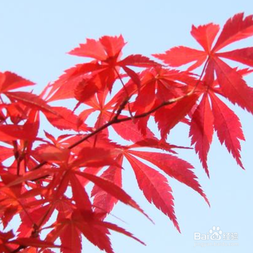 红枫树种子种植方法