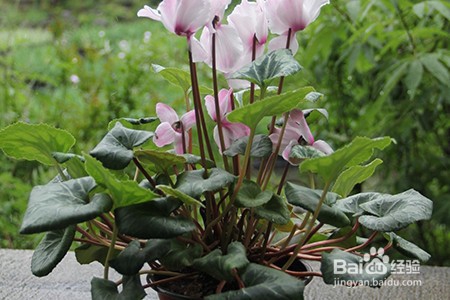 仙客来养殖方法和注意事项