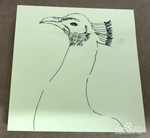 如何绘制孔雀头部速写？