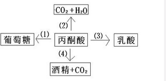 跑步减肥如何有效