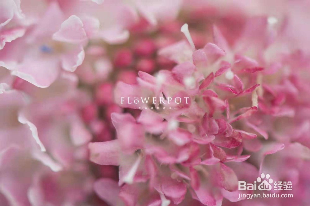 花栖国际花艺花艺的设计秘密