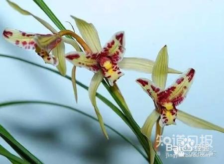 100种兰花品种图鉴，花开瞬间，艳冠群芳！