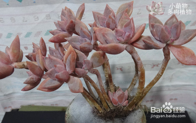 多肉植物的缓苗经验