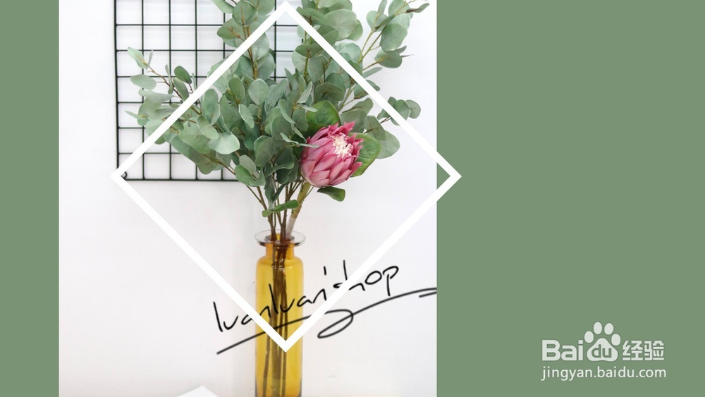 千叶吊兰的养护方法