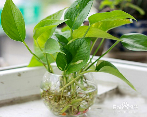 水养绿萝如何养鱼