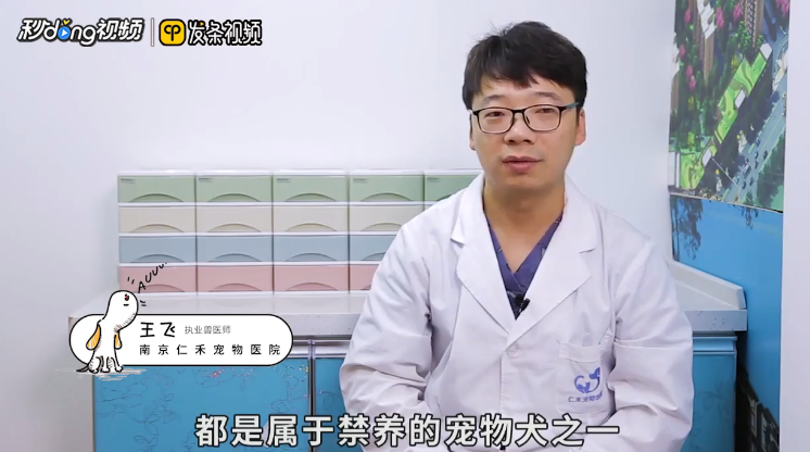 坎高犬和高加索怎么区分