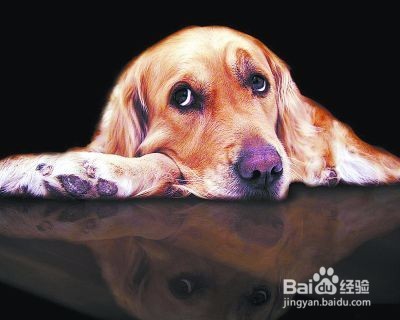 哈士奇吃醋不服，凭什么只抱阿拉斯加睡觉不抱我